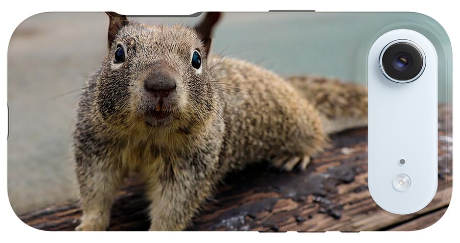 Curious Squirrel on a Log - Phone Case