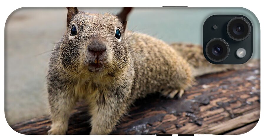 Curious Squirrel on a Log - Phone Case