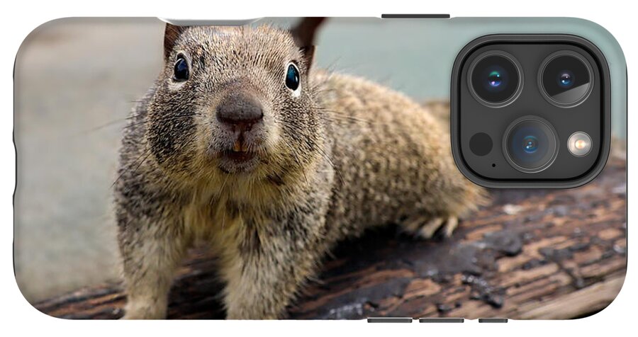 Curious Squirrel on a Log - Phone Case