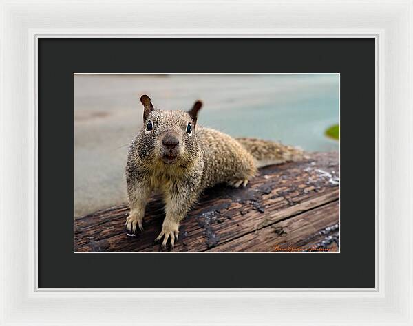Curious Squirrel on a Log - Framed Print