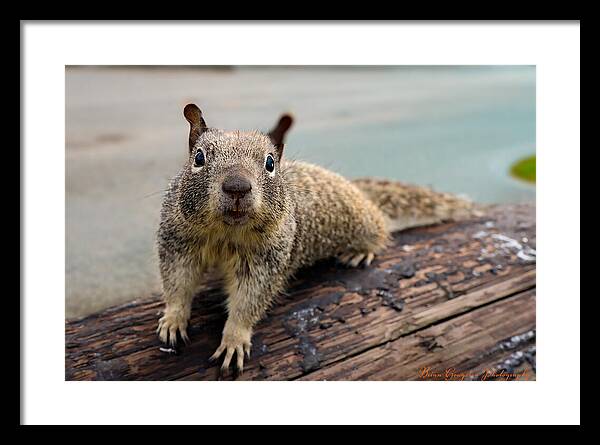 Curious Squirrel on a Log - Framed Print
