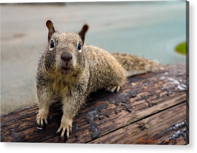 Curious Squirrel on a Log - Acrylic Print