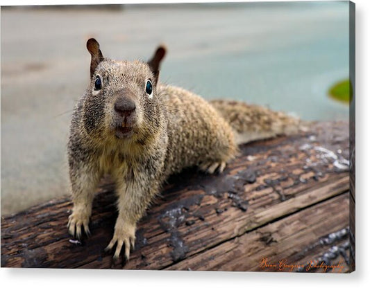 Curious Squirrel on a Log - Acrylic Print