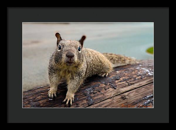 Curious Squirrel on a Log - Framed Print
