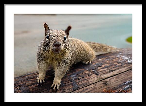 Curious Squirrel on a Log - Framed Print
