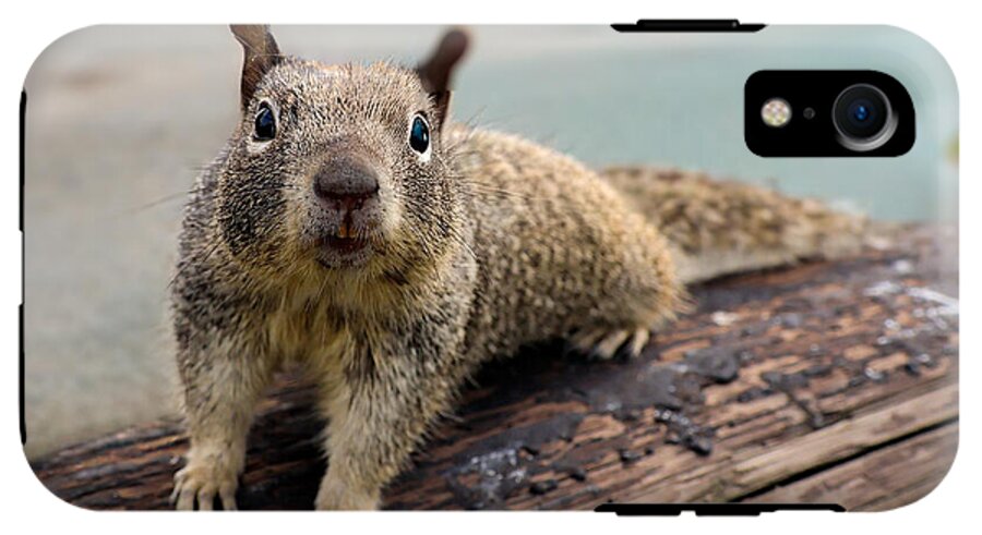 Curious Squirrel on a Log - Phone Case