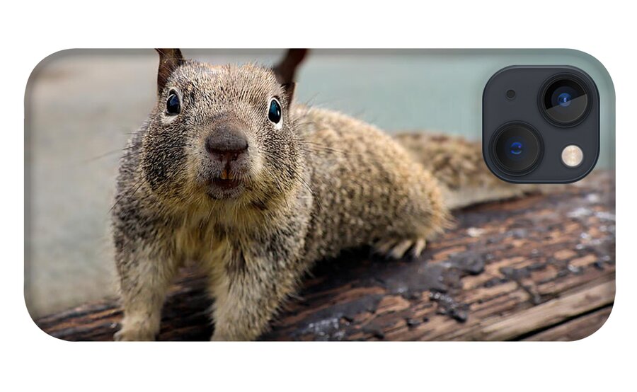 Curious Squirrel on a Log - Phone Case