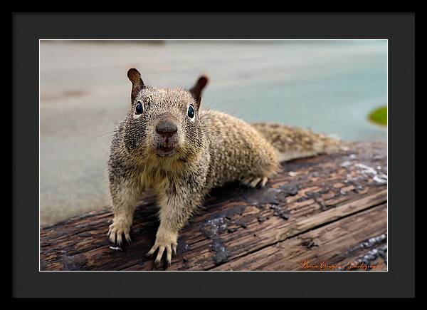 Curious Squirrel on a Log - Framed Print