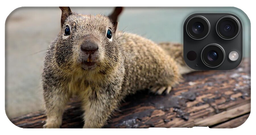 Curious Squirrel on a Log - Phone Case