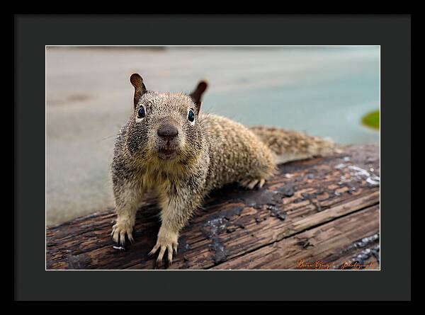 Curious Squirrel on a Log - Framed Print