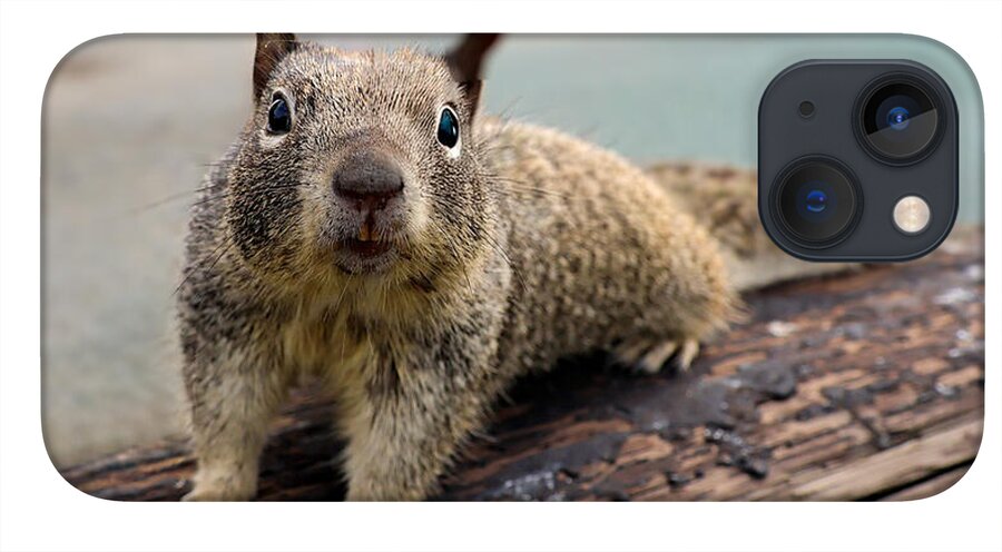 Curious Squirrel on a Log - Phone Case