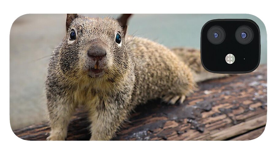 Curious Squirrel on a Log - Phone Case