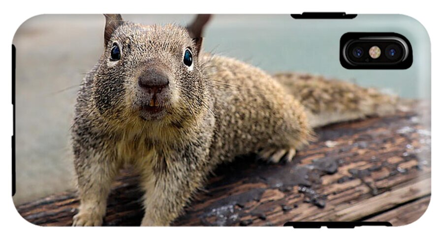 Curious Squirrel on a Log - Phone Case
