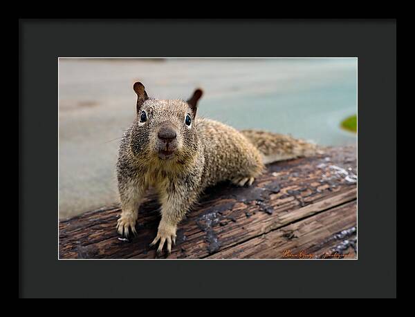 Curious Squirrel on a Log - Framed Print