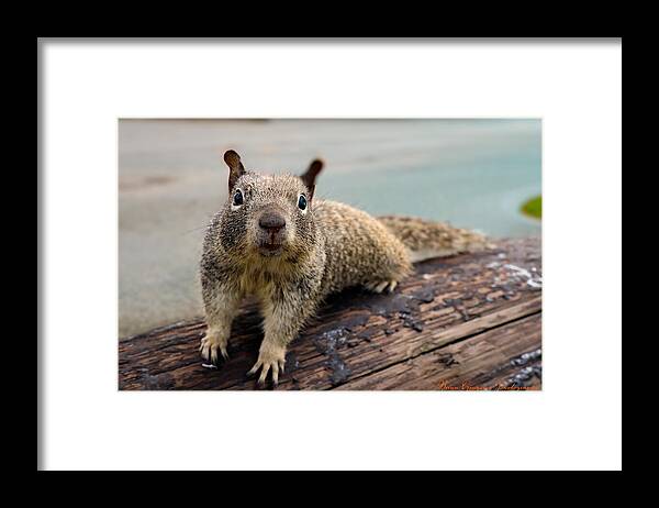 Curious Squirrel on a Log - Framed Print