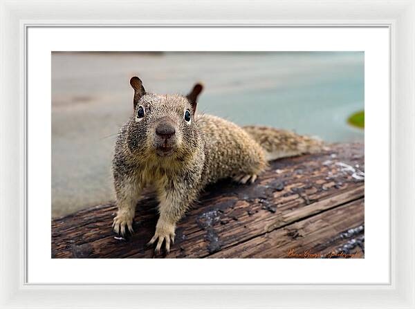 Curious Squirrel on a Log - Framed Print