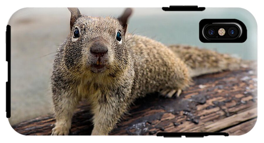 Curious Squirrel on a Log - Phone Case