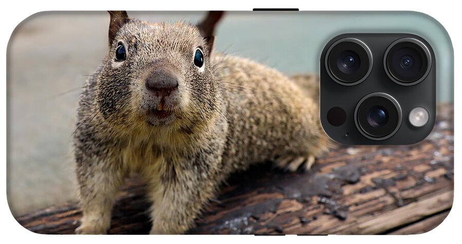 Curious Squirrel on a Log - Phone Case