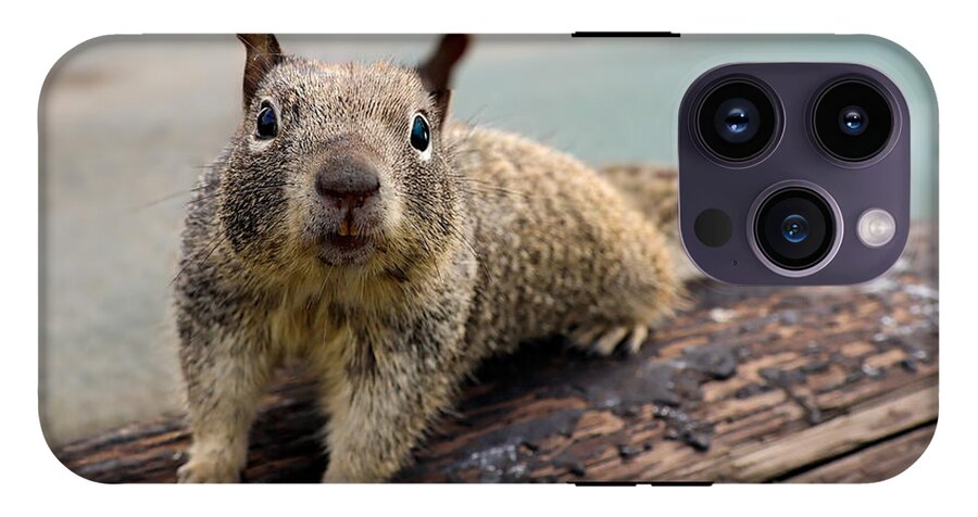 Curious Squirrel on a Log - Phone Case