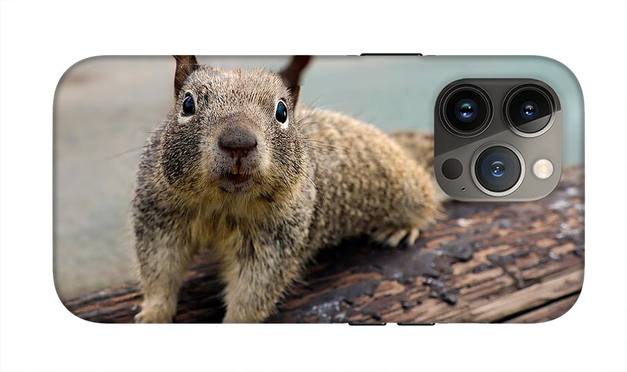 Curious Squirrel on a Log - Phone Case