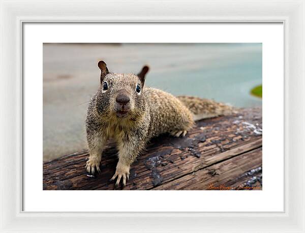 Curious Squirrel on a Log - Framed Print