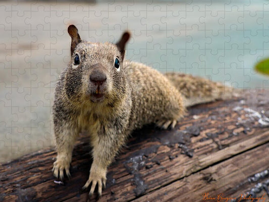 Curious Squirrel on a Log - Puzzle