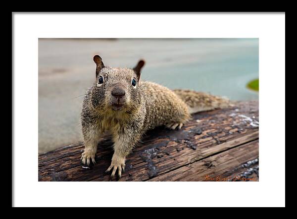 Curious Squirrel on a Log - Framed Print