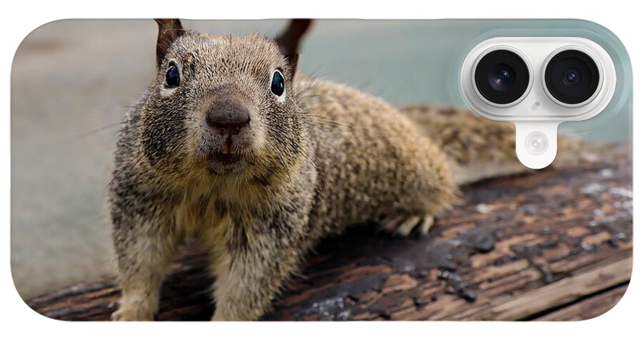 Curious Squirrel on a Log - Phone Case