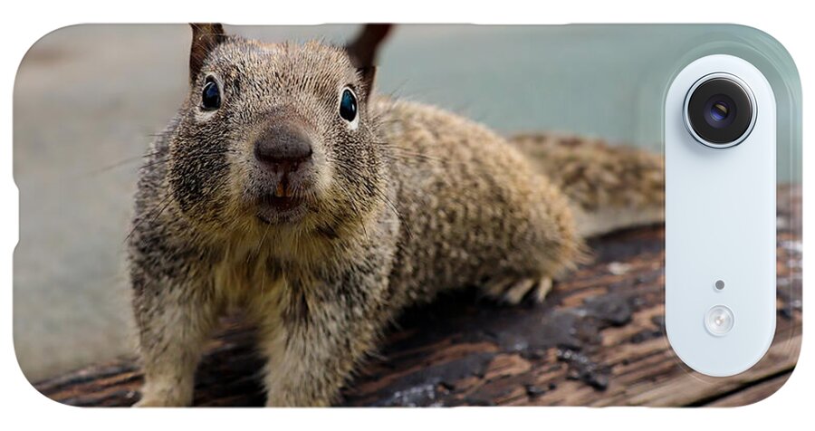 Curious Squirrel on a Log - Phone Case
