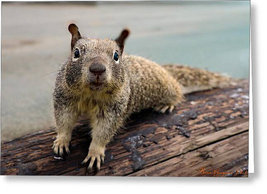 Curious Squirrel on a Log - Greeting Card