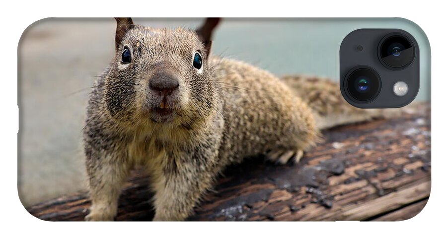 Curious Squirrel on a Log - Phone Case