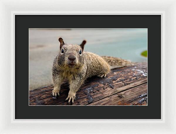 Curious Squirrel on a Log - Framed Print