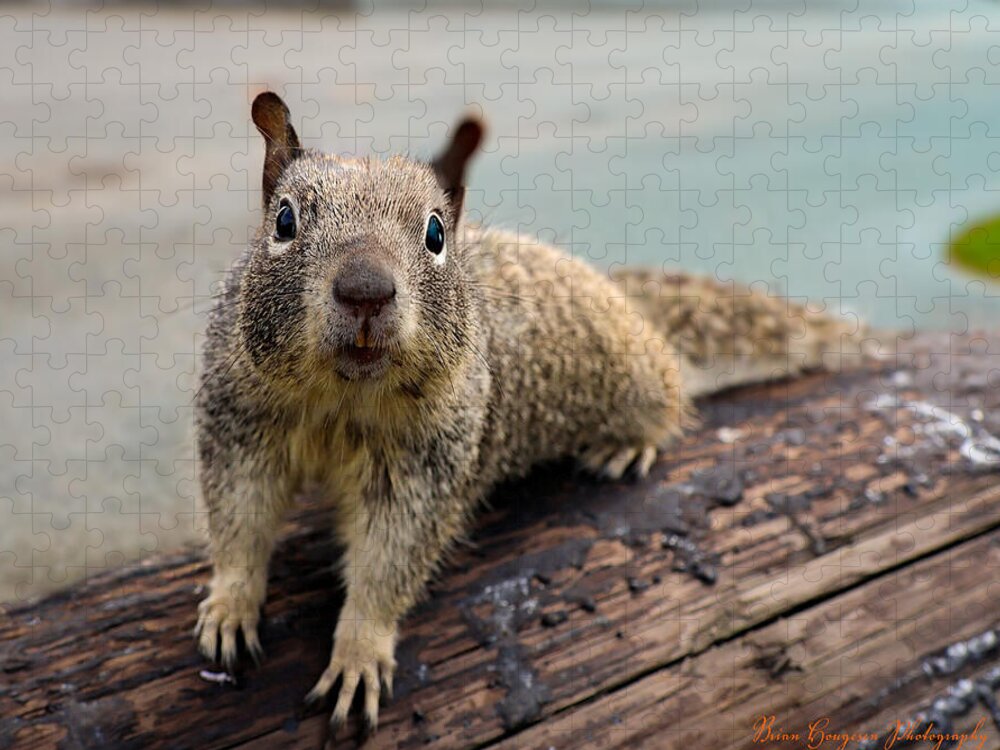 Curious Squirrel on a Log - Puzzle