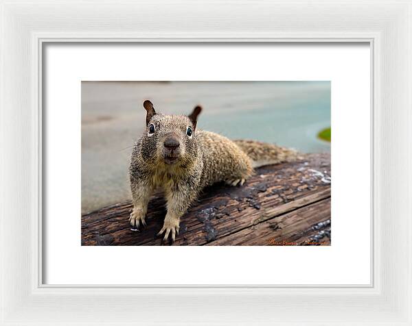 Curious Squirrel on a Log - Framed Print