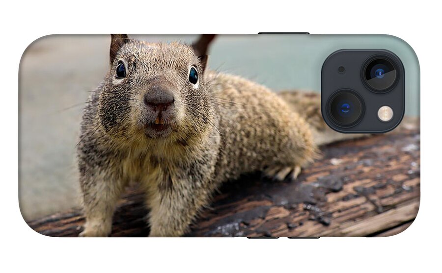Curious Squirrel on a Log - Phone Case