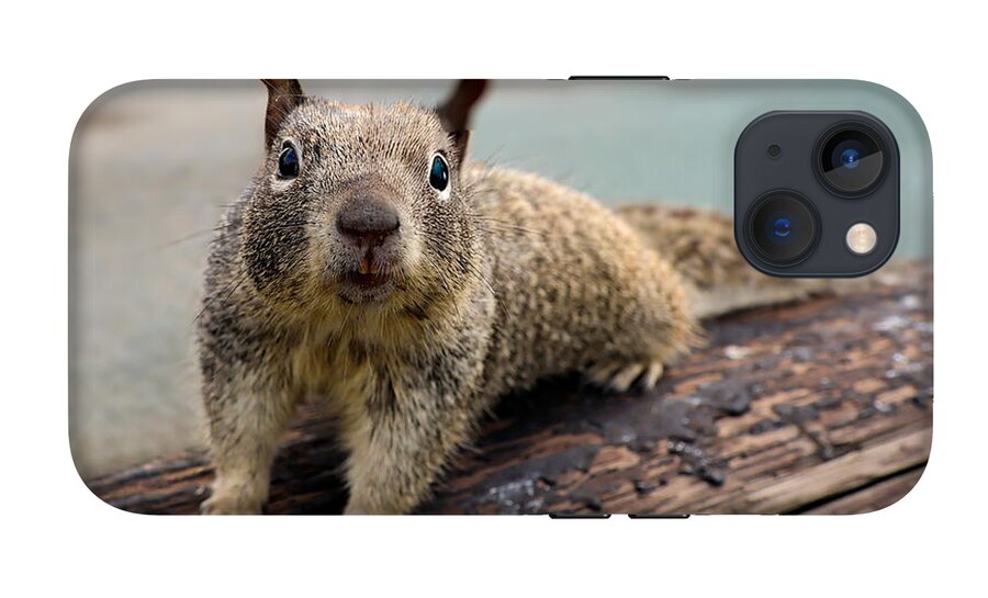 Curious Squirrel on a Log - Phone Case