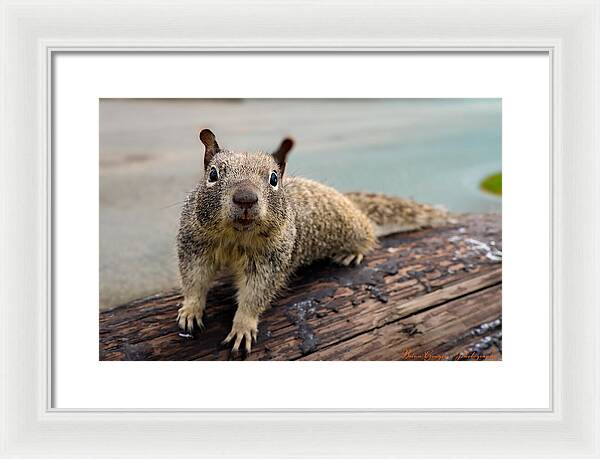 Curious Squirrel on a Log - Framed Print