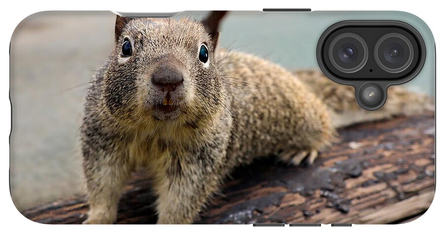 Curious Squirrel on a Log - Phone Case