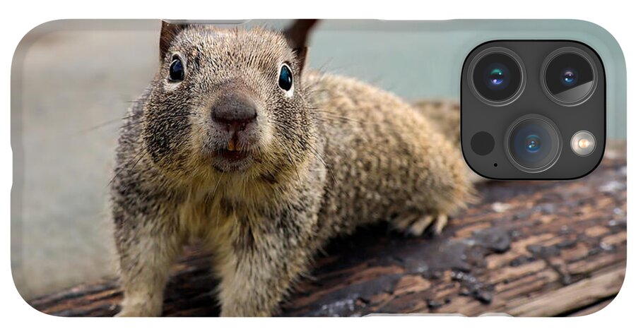 Curious Squirrel on a Log - Phone Case