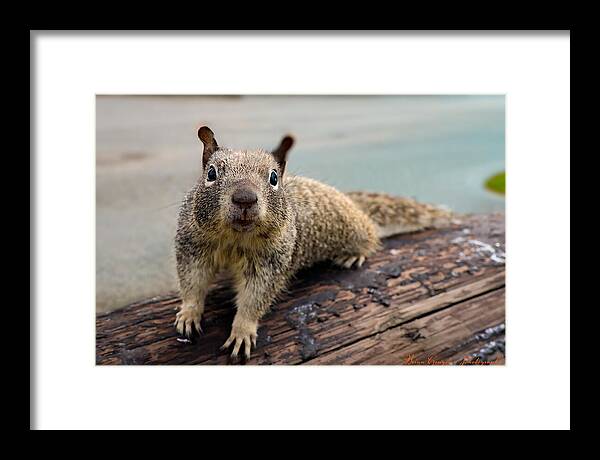 Curious Squirrel on a Log - Framed Print