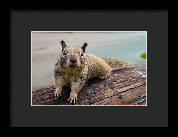 Curious Squirrel on a Log - Framed Print