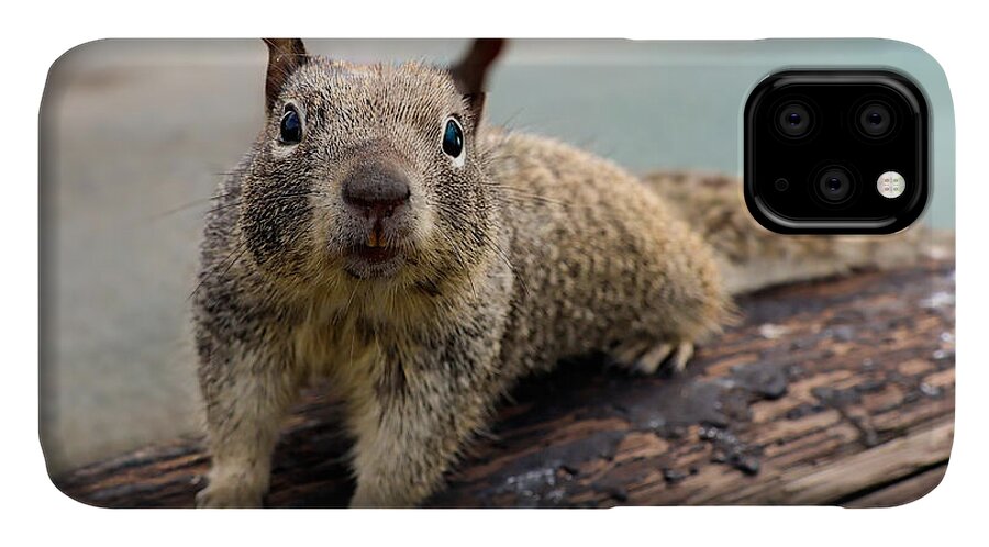 Curious Squirrel on a Log - Phone Case