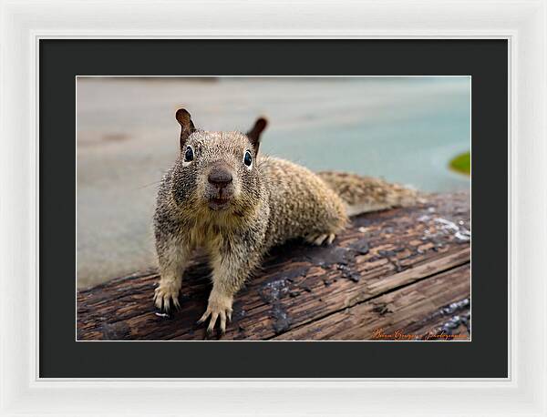 Curious Squirrel on a Log - Framed Print