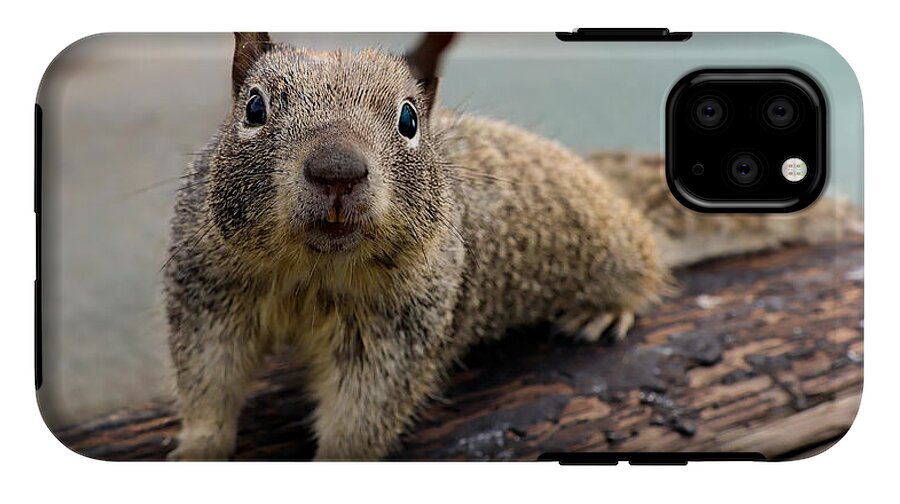 Curious Squirrel on a Log - Phone Case