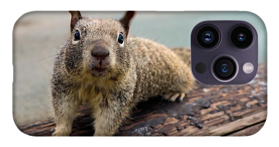 Curious Squirrel on a Log - Phone Case