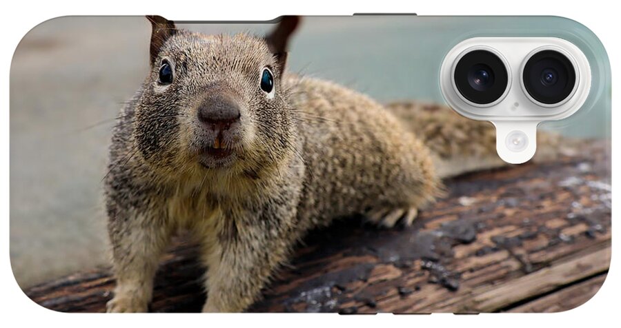 Curious Squirrel on a Log - Phone Case