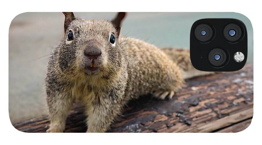 Curious Squirrel on a Log - Phone Case