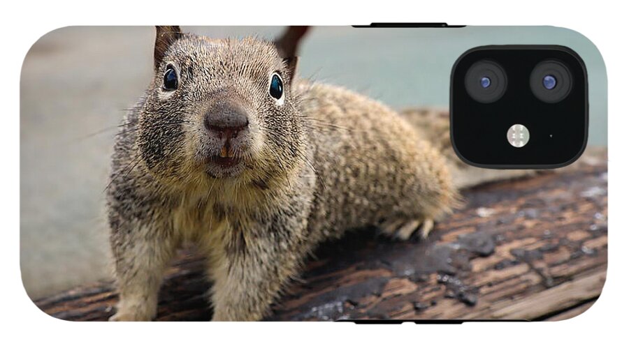 Curious Squirrel on a Log - Phone Case