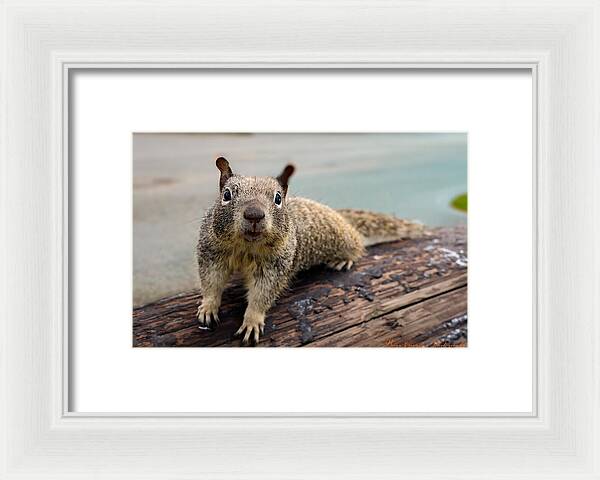 Curious Squirrel on a Log - Framed Print