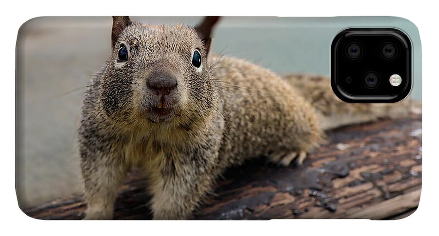 Curious Squirrel on a Log - Phone Case